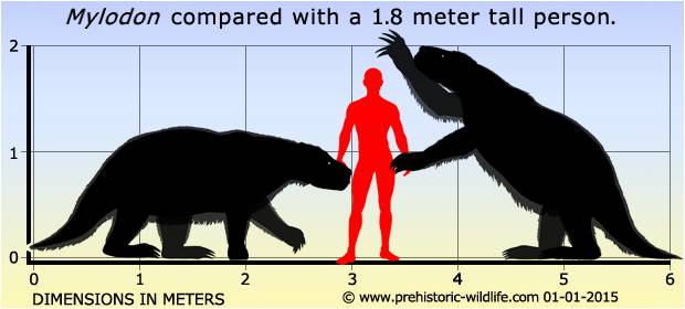 The Giant Sloth compared to an average size person.